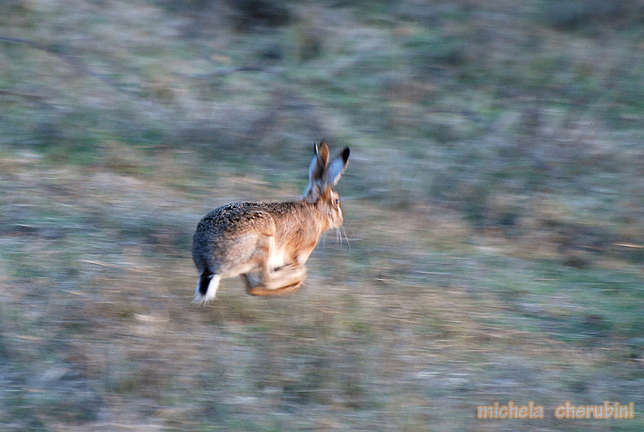 RODITORI E LAGOMORFI SELVATICI